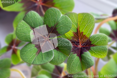 Image of Image of lucky clover in a flowerpot