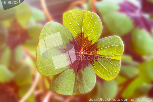 Image of Image of lucky clover with sunlight