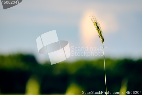 Image of image of a corn field near Maisach