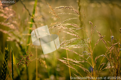 Image of Closeup image of field plants in a beautiful nature near Maisach