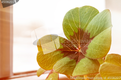 Image of Image of lucky clover in a flowerpot with sunbeams