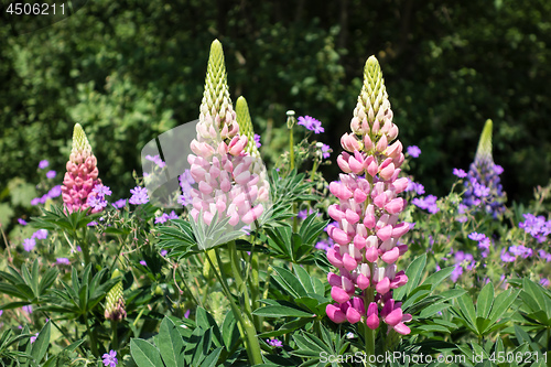 Image of Flowerbed with hyacinths