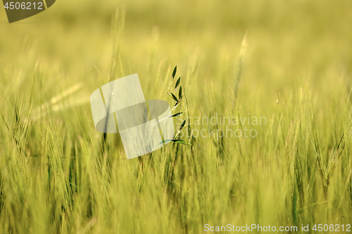 Image of image of a corn field near Maisach