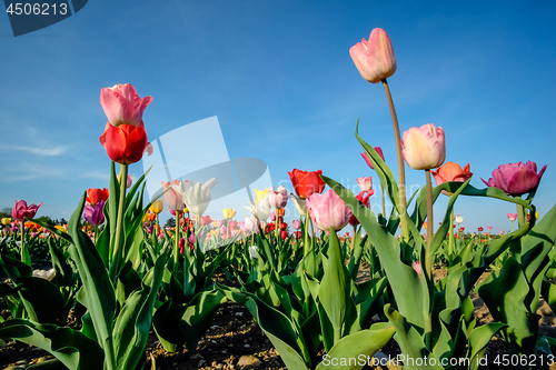 Image of Field of tulips with blue sky