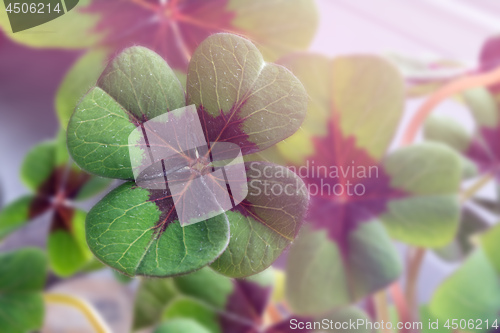 Image of Image of lucky clover in a flowerpot