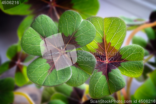 Image of Image of lucky clover in a flowerpot