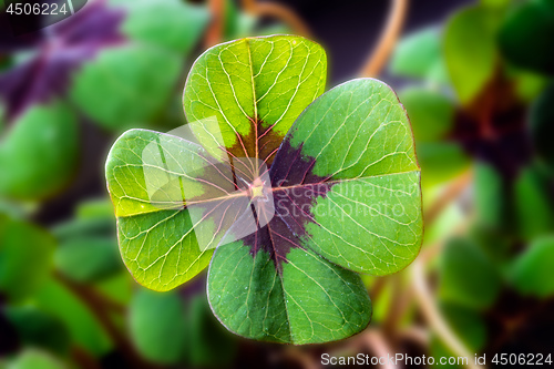 Image of Detail Image of lucky clover