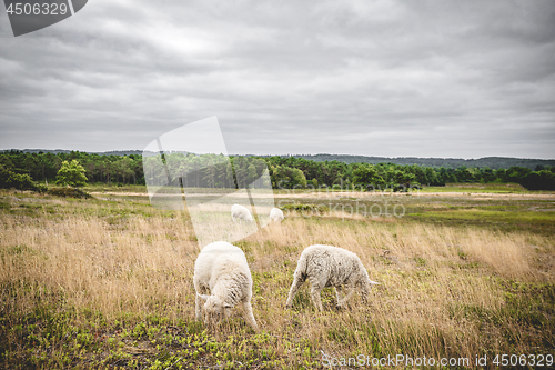 Image of Sheep grazing on a meadow in misty cloudy weather