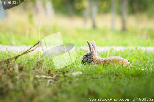 Image of Rabbit relaxing in fresh green grass in the spring