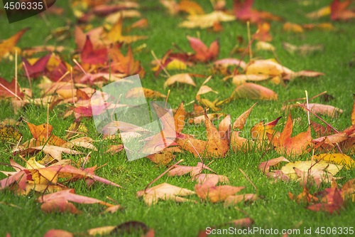 Image of Golden maple leaves on a green lawn in the fall