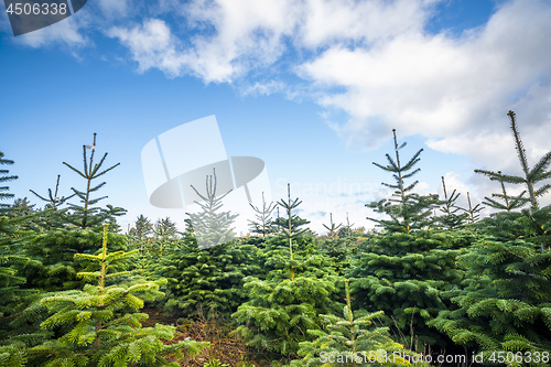 Image of Pine tree plantation with small trees