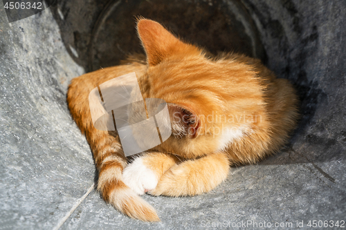 Image of Kitten in orange color sleeping outdoors