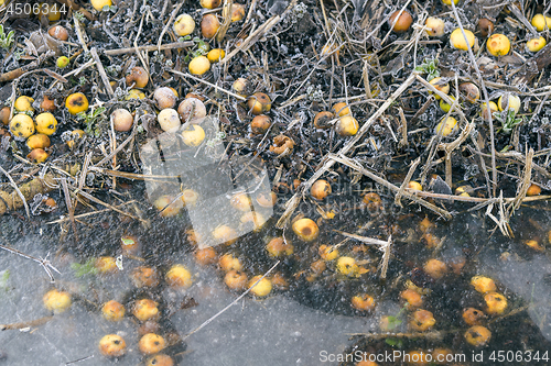 Image of Yellow apples by a frozen lake with ice in the winter