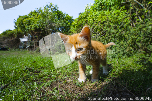 Image of Orange kitten on adventure in a backyard