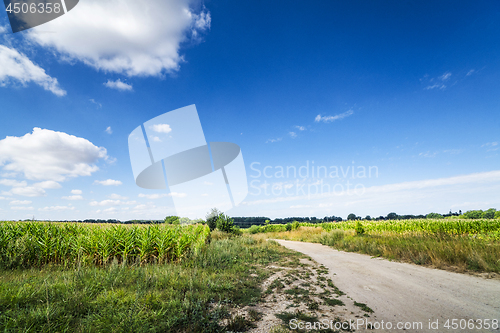 Image of Countryside landscape with a path going through corn