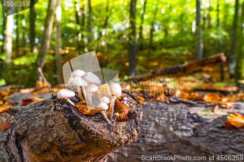 Image of Group of white mushrooms on a wooden log