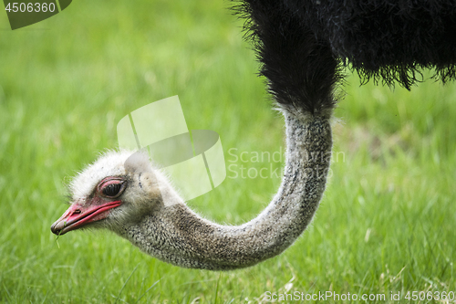 Image of Ostrich with a red beak eating fresh green grass