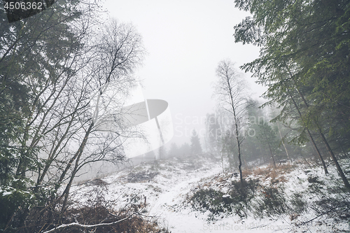 Image of Winter landscape in a misty forest with snow