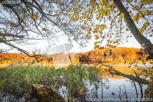 Image of Colorful trees by a lake in the fall