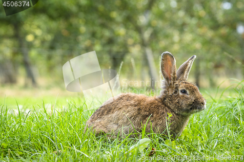 Image of Fluffy bunny rabbit on a green meadow with fresh grass