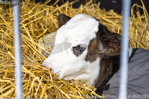 Image of Hereford calf relaxing in hay in a barn