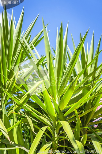 Image of Tropical palm tree leaves in fresh green colors