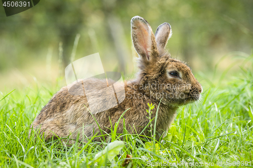 Image of Brown easter bunny in fresh green grass