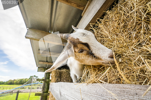 Image of Goat eating hay on a rural farm