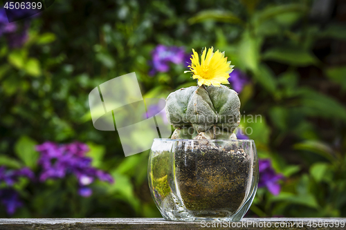 Image of Cactus flower Astrophytum Myriostigma blooming