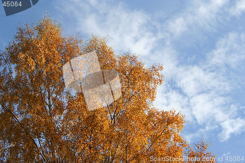 Image of Birch in autumn