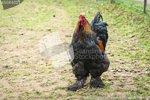 Image of Large rooster with fluffy feet walking