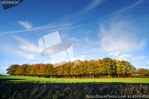 Image of Small forest in autumn colors on a green meadow