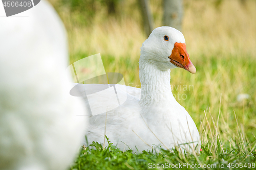 Image of Geese relaxing in green grass in the spring