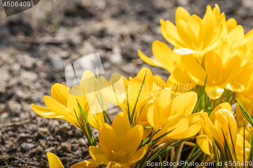 Image of Yellow crocus flowers in a flowerbed at springtime