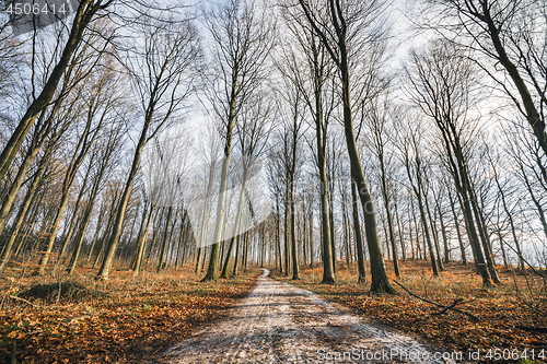 Image of Curvy road in a forest with tall trees