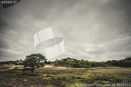 Image of Lonely tree on a prairie in cloudy weather