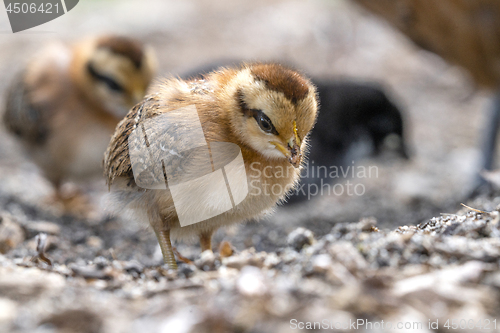 Image of Little chicken walken free around in a farmyard