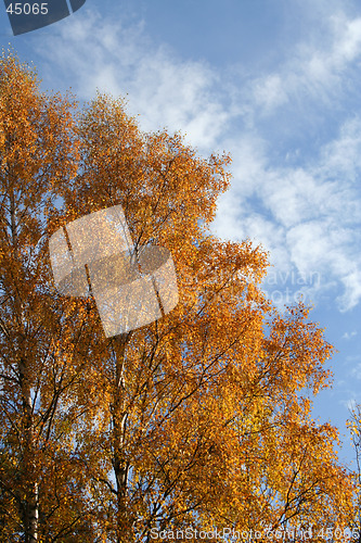 Image of Birch tree