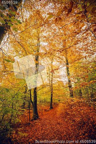 Image of Autumn colors in the forest with trees