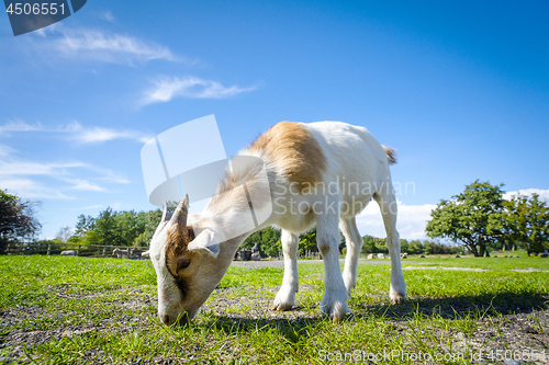 Image of Goat eating fresh green grass at a farm