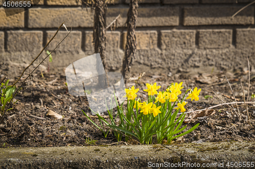 Image of Yellow daffodils in a flowerbed