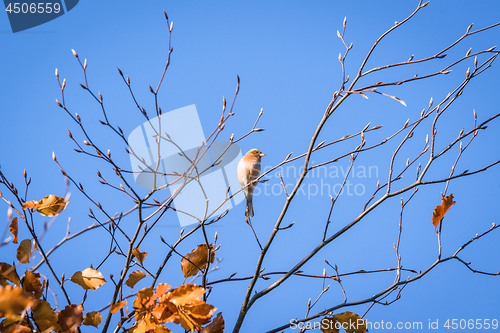 Image of Single finch in a tree top in the fall