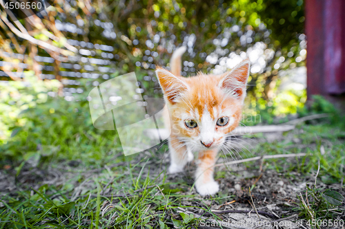 Image of Cute kitten in orange color playing