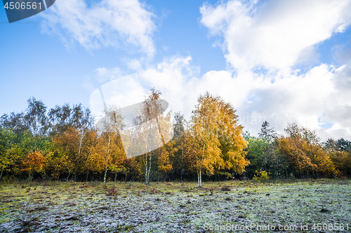 Image of Yellow birch trees in autumn colors in the fall