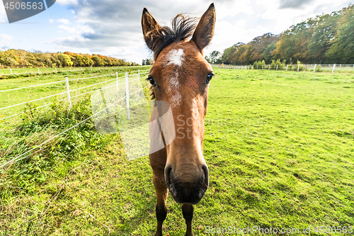 Image of Young horse standing close on a green field