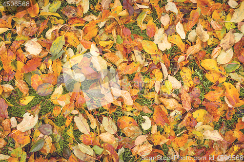 Image of Colorful autumn leaves in the grass