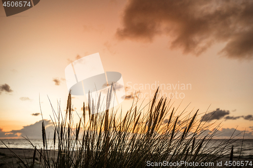 Image of Sunset by the ocean with reed silhouettes