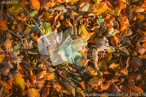 Image of Leaves in warm colors in the fall with maple