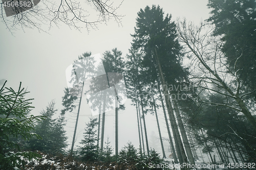 Image of Tall pine trees in a misty landscape in the winter