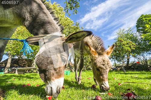 Image of Donkeys eating red apples from a lawn